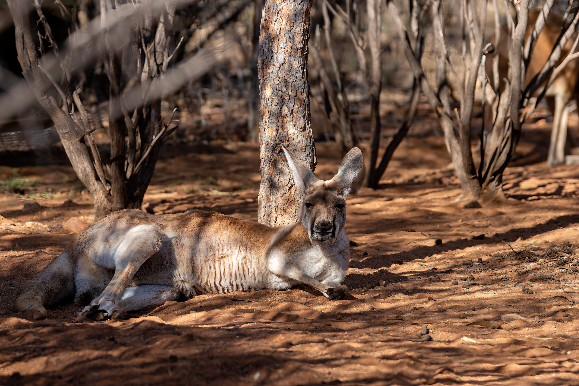 Rotes Riesenkänguru